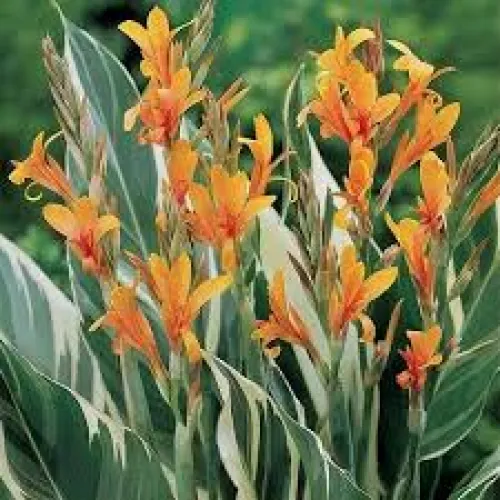 Canna Stuttgart 